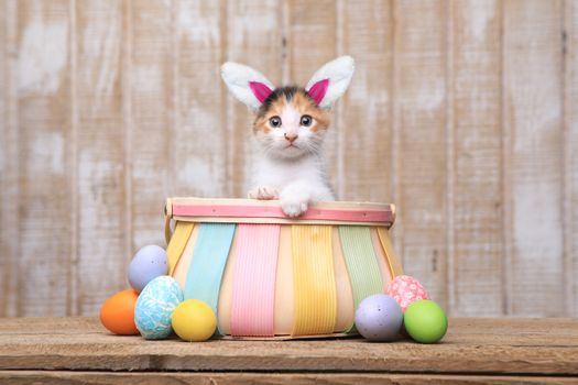 Adorable Kitten Inside an Easter Basket Wearing Bunny Ears