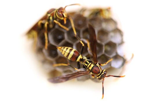 Wasps on Honeycomb Tending to Their Nest