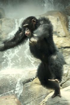 Wildly Jumping Chimp
