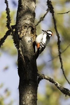 Great Spotted Woodpecker in Tree.