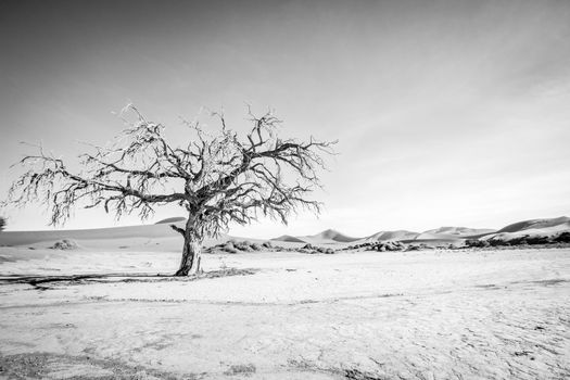 Dead tree in Sossusvlei in black and white.