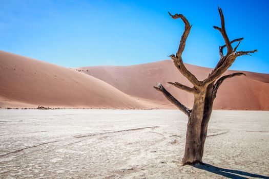 Dead tree in Sossusvlei desert.
