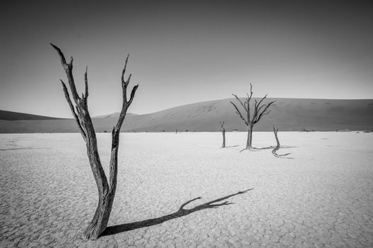 Dead tree in Sossusvlei in black and white.