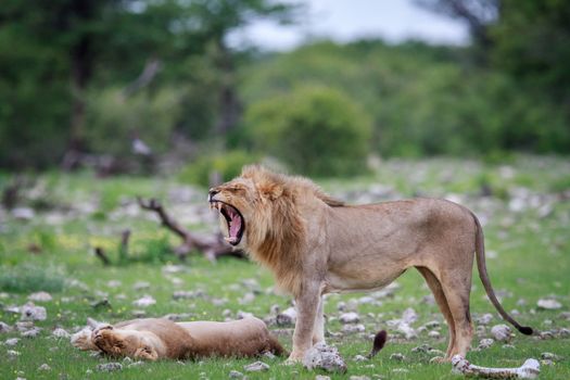 Male Lion doing a flehmen grimace.