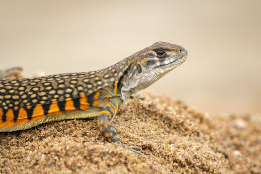 Image of Butterfly Agama Lizard (Leiolepis Cuvier) on the sand. 