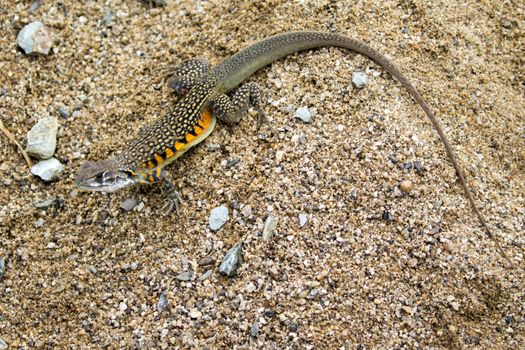 Image of Butterfly Agama Lizard (Leiolepis Cuvier) on the sand. 