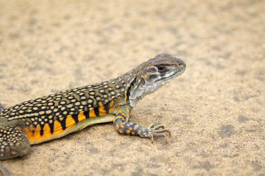Image of Butterfly Agama Lizard (Leiolepis Cuvier) on the ground