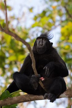 endemic sulawesi monkey Celebes crested macaque