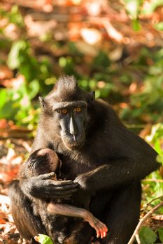 sulawesi monkey with baby Celebes crested macaque