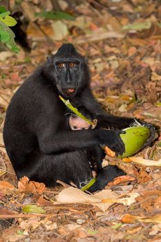 sulawesi monkey with baby Celebes crested macaque