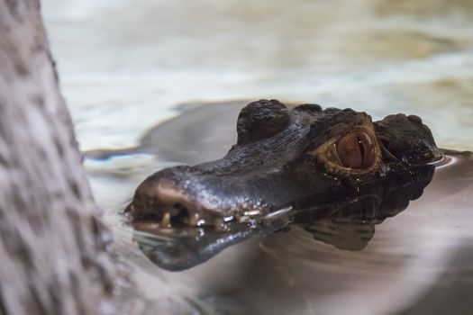 Cuvier's caiman head protruding from the water