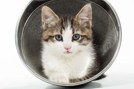 Young kitten sitting in reflector