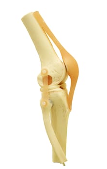 plastic study model of a knee replacement clipping path.      