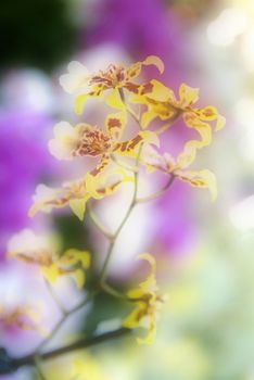 purple orchid, very beautifoul