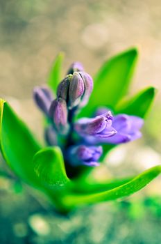 Baby tree of hyacinthus flower in the garden