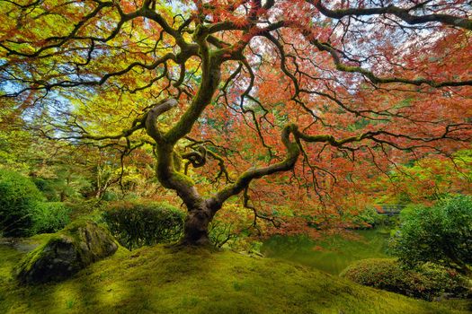 The Japanese Maple Tree in Spring