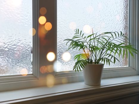 Frosted window, green plant and lights