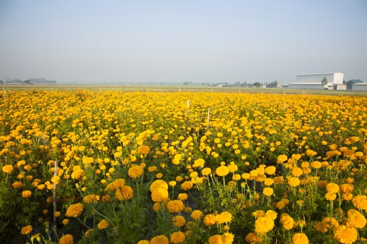 Marigold field in the morning