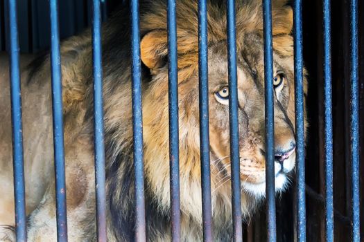 Lion in a cage zoo