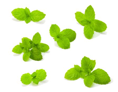 fresh mint isolated on white spearmint