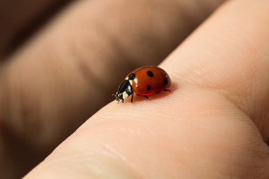 ladybug with blacks dots on the index finger of a girl.