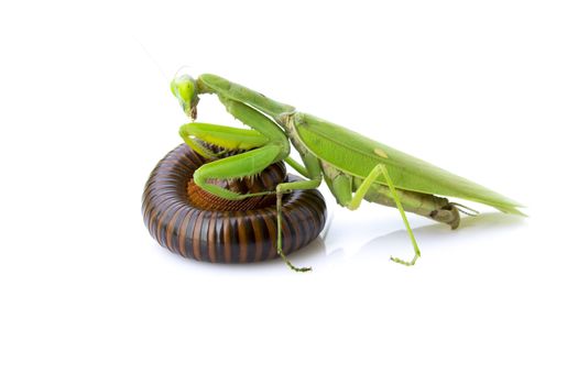Image of a green mantis and millipede on white background. Insec