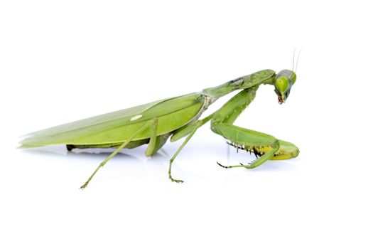Image of a green mantis on white background. Insect.