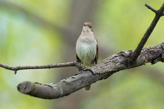 nightingale on a branch