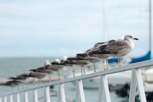 Row of seagulls