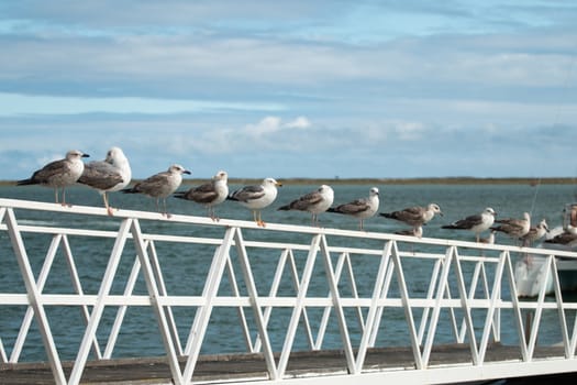 Row of seagulls