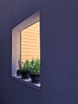 Window decorated with potted herbs