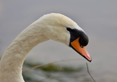 Beautiful isolated photo of a strong mute swan