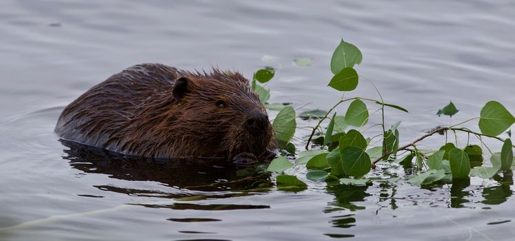 Beautiful background with a beaver eating leaves in the lake