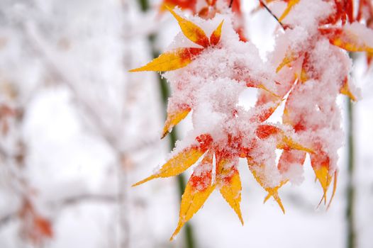 Red fall maple tree covered in snow,South Korea.