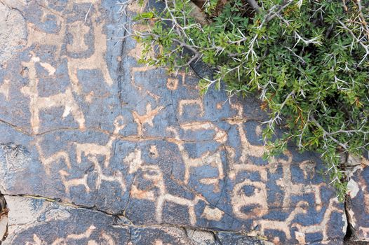 The petroglyphs of El Pintado on Quebrada de Humahuaca