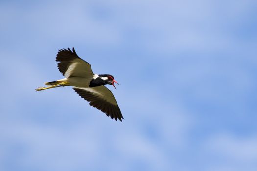 Image of bird flying in the sky. Wild Animals. Red-wattled lapwi