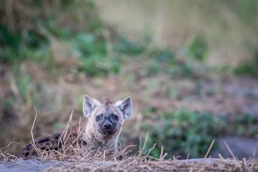 Young Spotted hyena starring at the camera.
