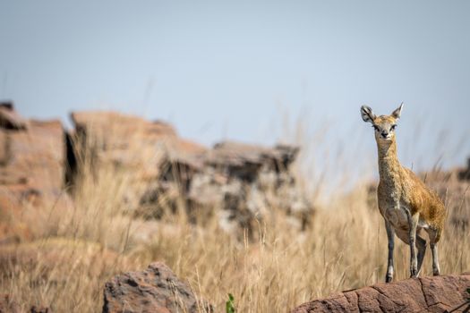 Klipspringer standing on a rock.