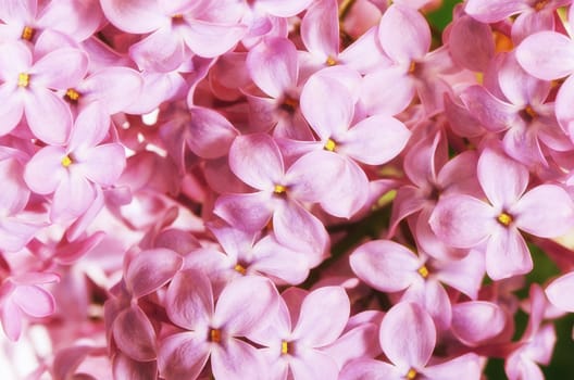 The lilac close up as a background