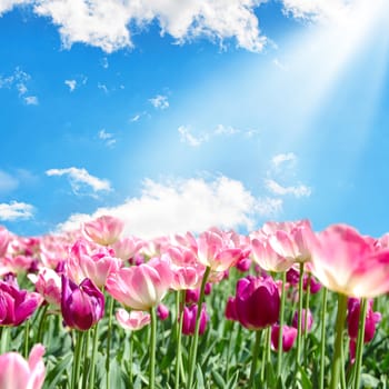 Field with tulips on blue sky background