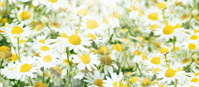 Summer field with daisies