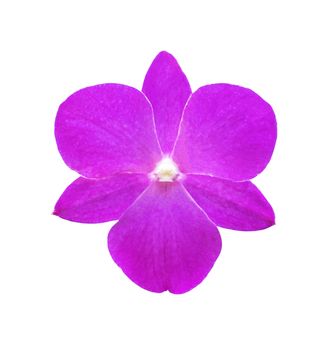 Single pink orchid flower isolated