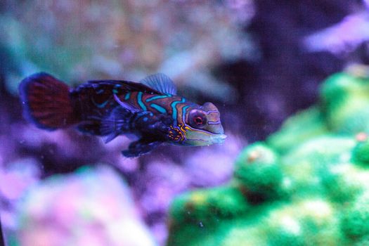Mandarin goby is also called the Mandarin dragnet Synchiropus sp