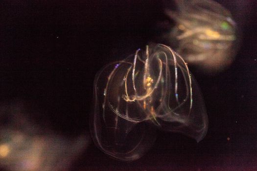Comb jelly Phylum Ctenophora do not have stinging cells