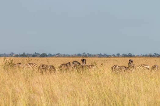 A herd of Zebras eating the grass.