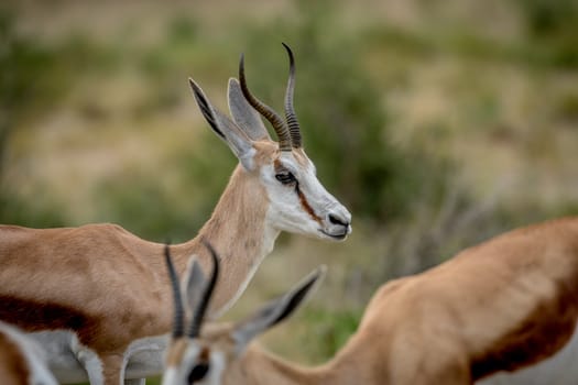 Close up of a Springbok in the Kalagadi.