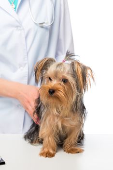a little Yorkshire terrier on a table at a veterinarian doctor c
