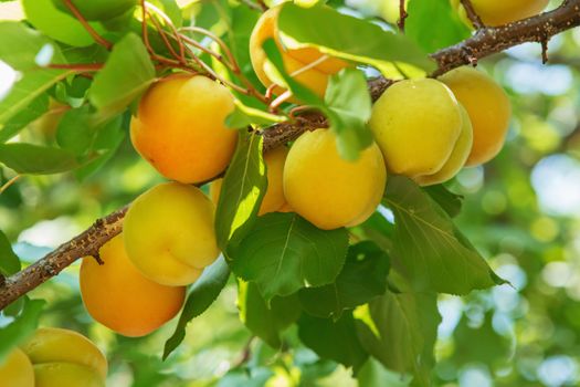 Ripe sweet apricot fruits growing on a apricot tree branch in or