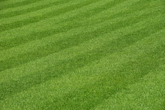 Green fresh grass lawn of football field