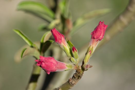  Soft Pink Desert rose flowers